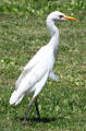Cattle Egret in Hawaii. HI.
