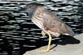 Immature Black-crowned Night-Heron in Hawaii. HI.