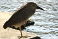 Immature Black-crowned Night-Heron in Hawaii. HI.