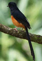 White-rumped Shama in Hawaii. HI.