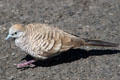 Zebra Dove in Hawaii. HI.