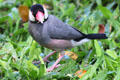 Java Sparrow in Hawaii. HI.