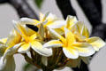 Yellow Plumeria. HI.