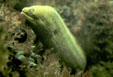 Moray eel at Shedd Aquarium. Chicago, IL.