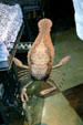 Model of ancient creature in Indiana State Museum. Indianapolis, IN