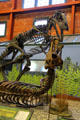 Edmontosaurus & Daspletosaurus skeletons posed in combat at Museum of World Treasures. Wichita, KS.