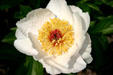 Ashland peony gardens. Lexington, KY