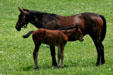 Thoroughbreds in Bluegrass country. Lexington, KY.