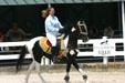 Rajasthan Marwari horse at Kentucky Horse Park. Lexington, KY.