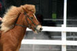 Icelandic pony at Kentucky Horse Park. Lexington, KY.