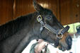 Thourghbred winner John Henry at Kentucky Horse Park. Lexington, KY.
