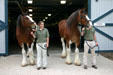 Clydesdale workhorses at Kentucky Horse Park. Lexington, KY.