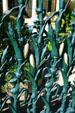 Cornstalk fence detail of Cornstalk Hotel. New Orleans, LA.