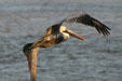 Pelican in flight. New Orleans, LA
