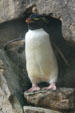 Rockhopper Penguin at Aquarium of the Americas. New Orleans, LA.