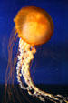 Pacific Sea Nettle jellyfish at Aquarium of the Americas. New Orleans, LA.