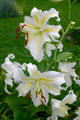 Lilies in Smith College botanical garden. Northampton, MA.