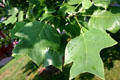 Tulip tree leaves. Northampton, MA.