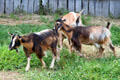 Goats at Plimouth Plantation. Plymouth, MA.