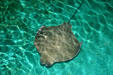 Stingray at National Aquarium. Baltimore, MD.