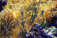 Banggai cardinalfish at National Aquarium. Baltimore, MD.