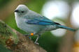 Blue-grey tanager at National Aquarium. Baltimore, MD.