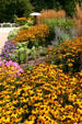 Daisies at Hidden Lake Gardens. MI.