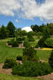 Evergreen plants at Hidden Lake Gardens. MI.