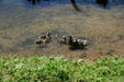 Duck & ducklings. New Buffalo, MI.