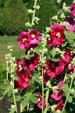Hollyhocks in Clemens Botanical Gardens. St. Cloud, MN