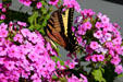 Monarch butterfly at Stuhr Museum. Grand Island, NE.