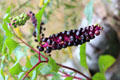 Fruiting plant at Robert Frost Farm. Derry, NH.