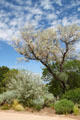 Landscaping of Museum Hill. Santa Fe, NM.