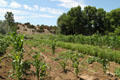 Corn field at Rancho de las Golondrinas. Santa Fe, NM.