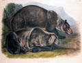 Grizzly Bear graphic John James Audubon & John Woodhouse Audubon at Rockwell Museum of Art. Corning, NY.