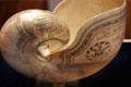 Engraved Nautilus Shell at South Street Seaport Museum. New York, NY.