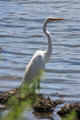 Great Egret Cold Spring Harbor. Cold Spring Harbor, NY.