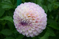 Purple & white dahlia at Toledo Botanical Garden. Toledo, OH.
