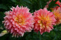Pink & yellow dahlias at Toledo Botanical Garden. Toledo, OH.