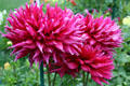Pink dahlias at Toledo Botanical Garden. Toledo, OH.