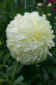 White dahlias at Toledo Botanical Garden. Toledo, OH.