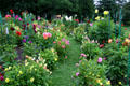 Dahlia garden at Toledo Botanical Garden. Toledo, OH.