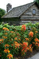 Decorative hedge in front of Peter Navarre Pioneer log cabin at Toledo Botanical Garden. Toledo, OH.