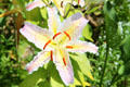 Lily in garden at Edison Birthplace Museum. Milan, OH.