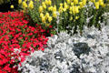 Flower beds at Harris County Family Law Center. Houston, TX.