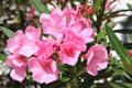 Flowers in garden at Czech Cultural Center. Houston, TX.