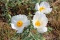 Wildflowers at Fort Martin Scott. Fredericksburg, TX.