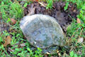 Turtle laying eggs on grounds of Mayborn Museum. Waco, TX.