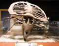 Fossil Sea Turtle at Mayborn Museum. Waco, TX.