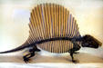 Original bones of Dimetrodon carnivore with sail of Middle Permian era found in Texas at BYU Earth Science Museum. Provo, UT